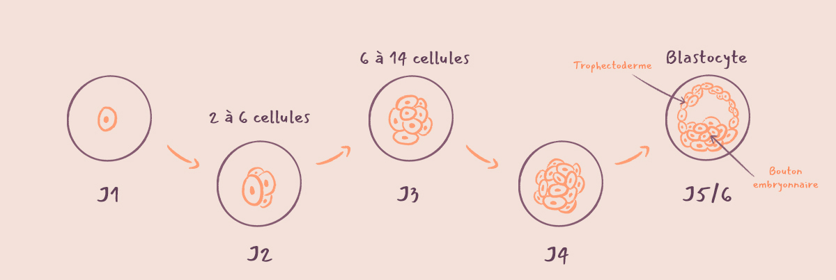 Transfert d'embryon au Jour 3 (stade de la segmentation) ou au Jour 5