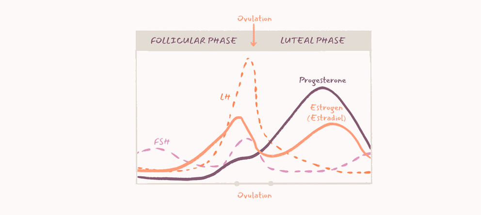 Learn all you need to know about induction of ovulation