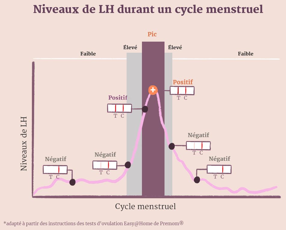 Niveaux de LH durant un cycle menstruel