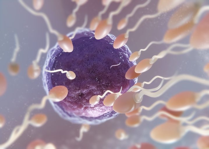 Antioxydants et fertilité masculine : illustration de spermatozoïdes se dirigeant vers un ovule, représentant le rôle des antioxydants dans la qualité du sperme.
